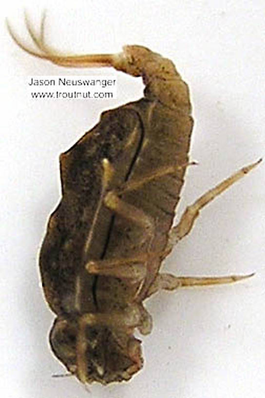 Baetisca laurentina (Armored Mayfly) Mayfly Nymph from unknown in Wisconsin