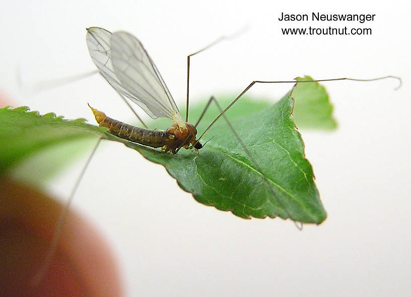 Tipulidae (Crane Flies) Crane Fly Adult from unknown in Wisconsin