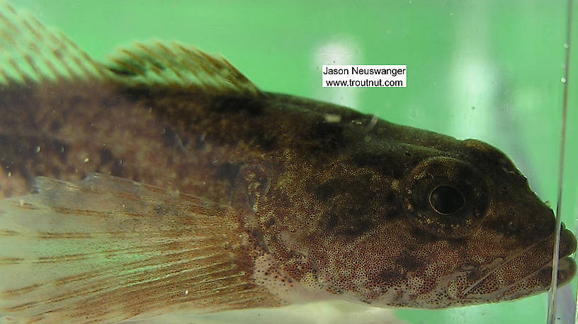 Cottidae (Sculpins) Sculpin Adult from the Namekagon River in Wisconsin