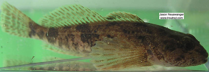 Cottidae (Sculpins) Sculpin Adult from the Namekagon River in Wisconsin