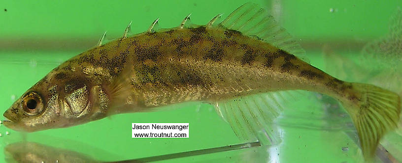 Gasterosteidae (Sticklebacks) Stickleback Adult from the Namekagon River in Wisconsin