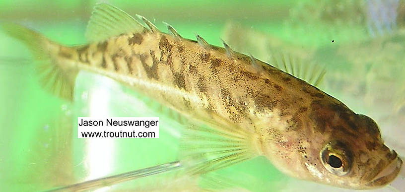 Gasterosteidae (Sticklebacks) Stickleback Adult from the Namekagon River in Wisconsin