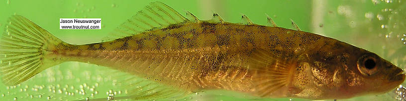 Gasterosteidae (Sticklebacks) Stickleback Adult from the Namekagon River in Wisconsin