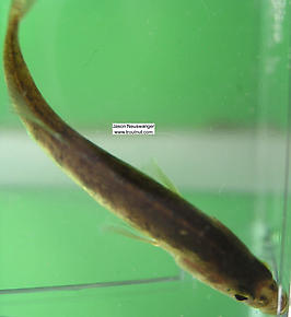 Gasterosteidae (Sticklebacks) Fish Adult