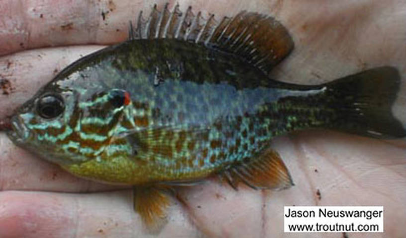 Centrarchidae (Sunfish and Bass) Fish Adult from the Marengo River in Wisconsin