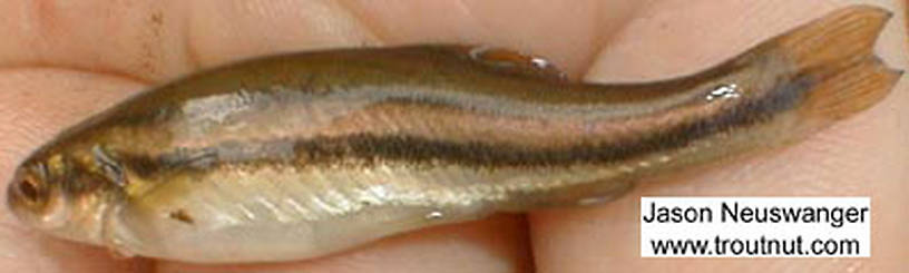 Cyprinidae (Minnows) Minnow Adult from Bearsdale Springs in Wisconsin