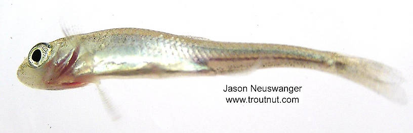 Cyprinidae (Minnows) Minnow Adult from unknown in Wisconsin