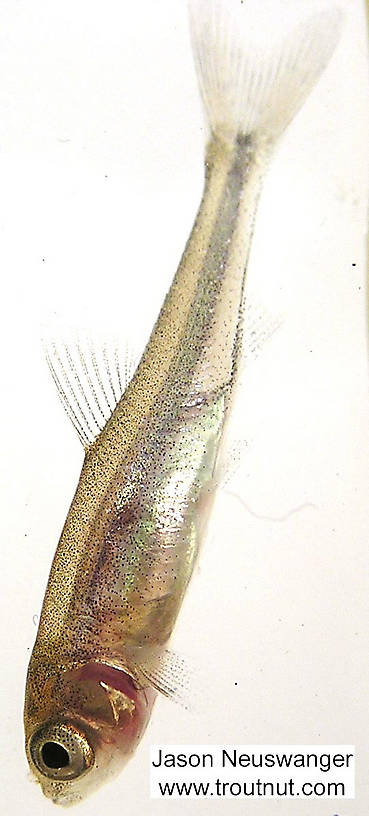 Cyprinidae (Minnows) Minnow Adult from unknown in Wisconsin