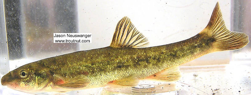 Cyprinidae (Minnows) Minnow Adult from unknown in Wisconsin