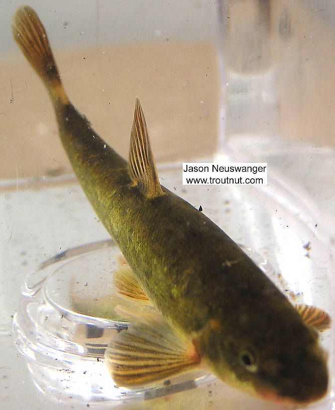 Cyprinidae (Minnows) Minnow Adult from unknown in Wisconsin