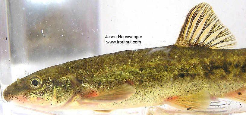 Cyprinidae (Minnows) Minnow Adult from unknown in Wisconsin