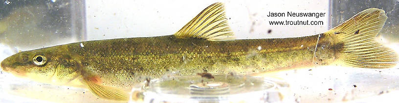 Cyprinidae (Minnows) Minnow Adult from unknown in Wisconsin