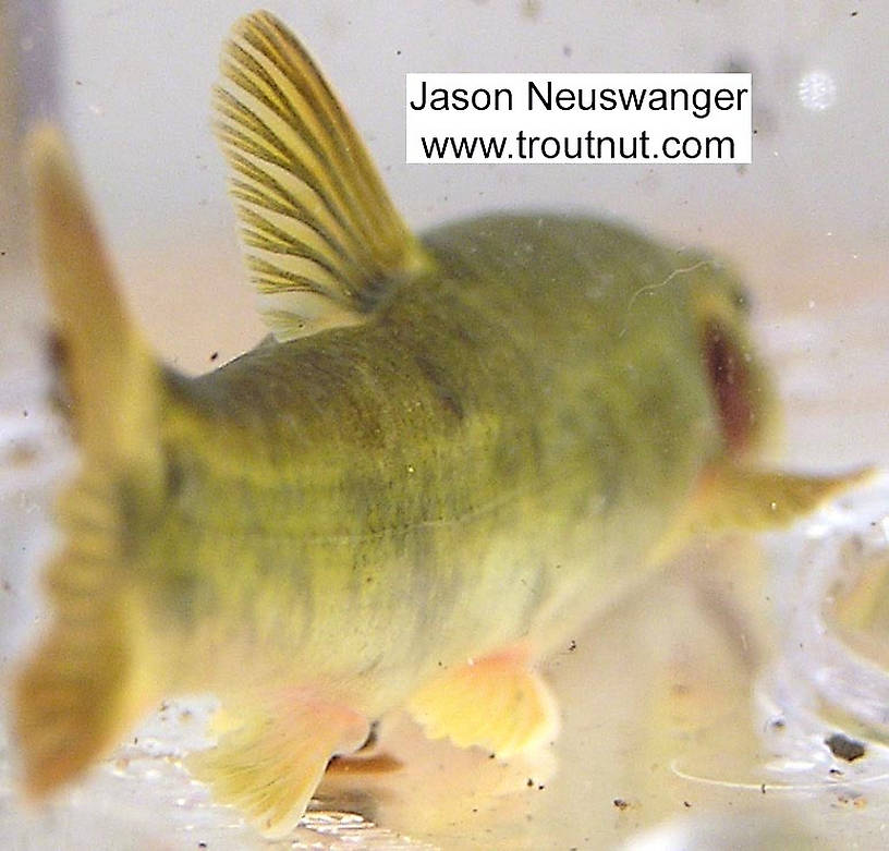 Cyprinidae (Minnows) Minnow Adult from unknown in Wisconsin