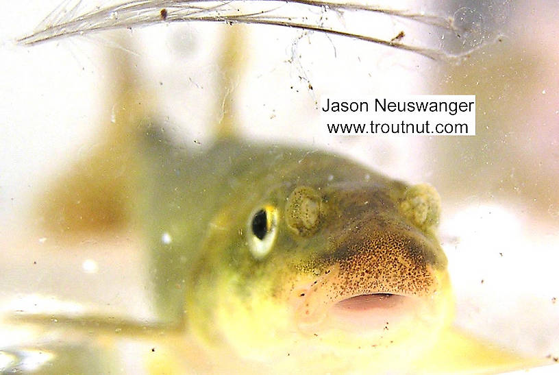 Cyprinidae (Minnows) Minnow Adult from unknown in Wisconsin