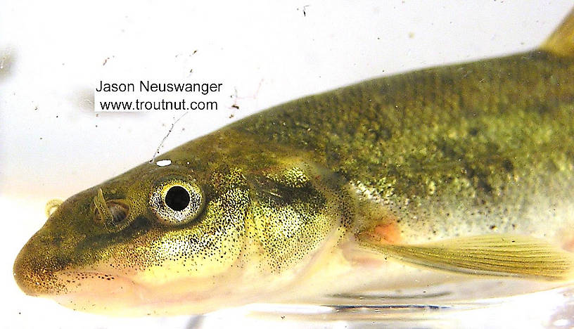 Cyprinidae (Minnows) Minnow Adult from unknown in Wisconsin