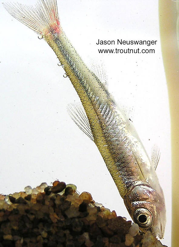 Cyprinidae (Minnows) Minnow Adult from unknown in Wisconsin