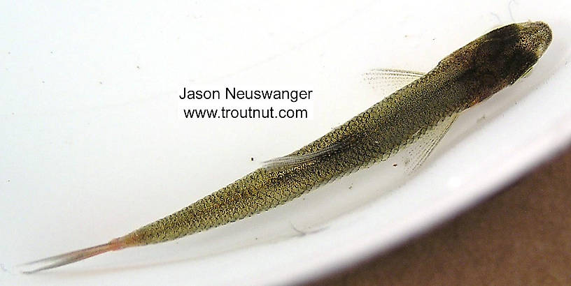 Cyprinidae (Minnows) Minnow Adult from unknown in Wisconsin