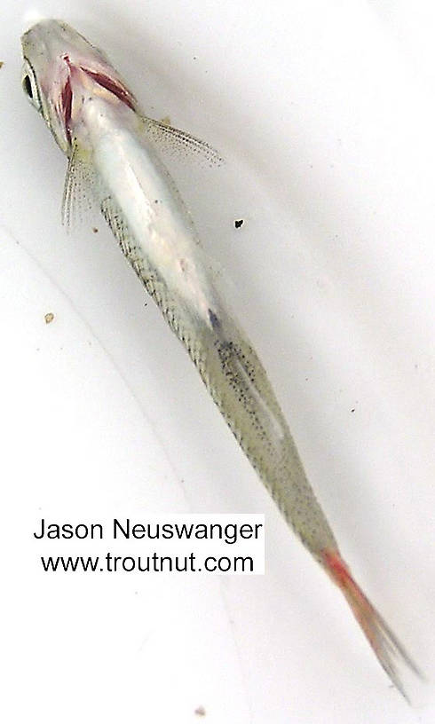 Cyprinidae (Minnows) Minnow Adult from unknown in Wisconsin