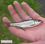 Cyprinidae (Minnows) Fish Adult