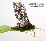 Male Baetisca laurentina (Armored Mayfly) Mayfly Dun