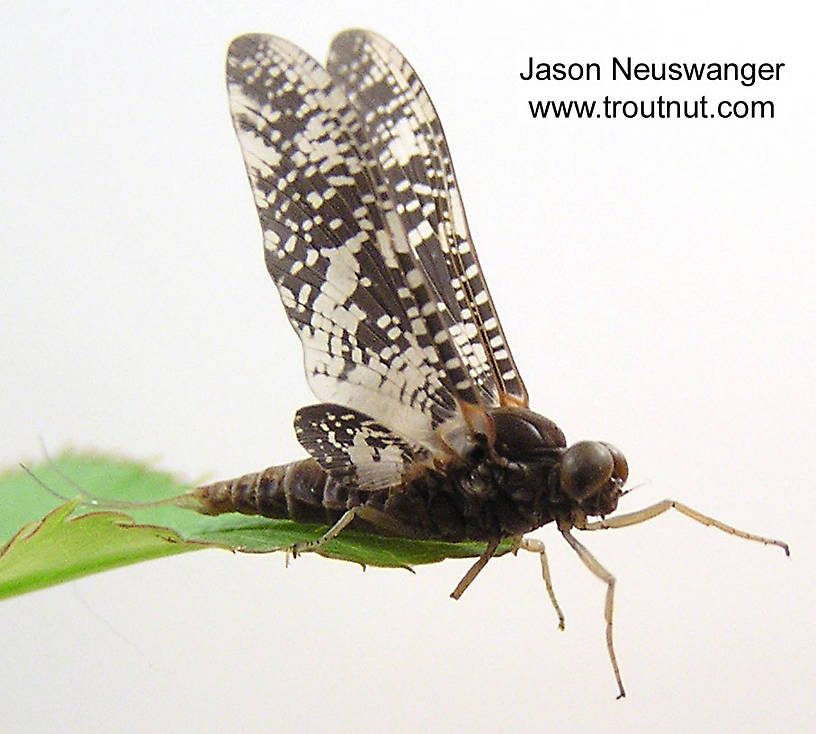 Male Baetisca laurentina (Armored Mayfly) Mayfly Dun from the Namekagon River in Wisconsin