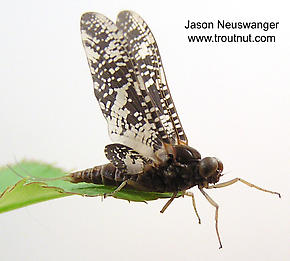 Male Baetisca laurentina (Armored Mayfly) Mayfly Dun