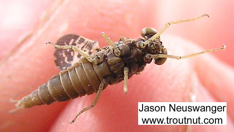 Male Baetisca laurentina (Armored Mayfly) Mayfly Dun from the Namekagon River in Wisconsin