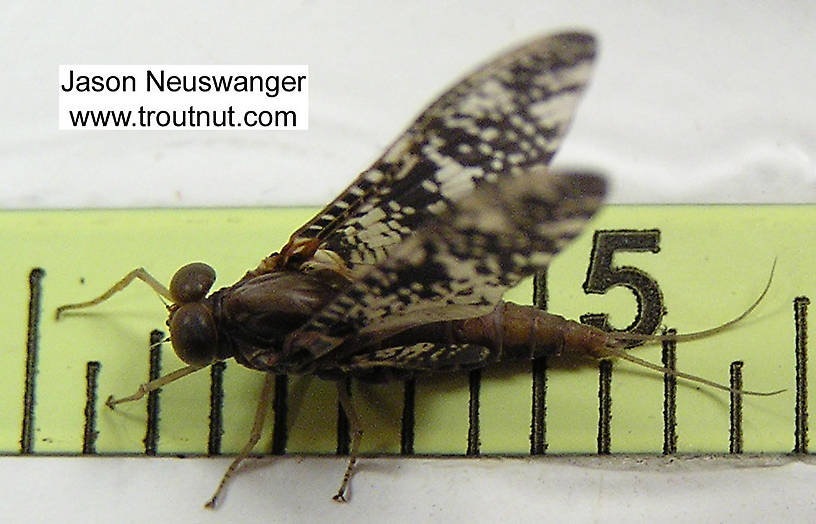 Male Baetisca laurentina (Armored Mayfly) Mayfly Dun from the Namekagon River in Wisconsin