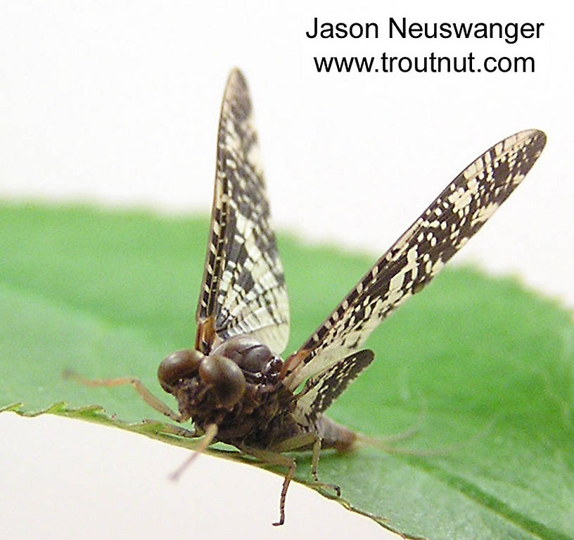 Male Baetisca laurentina (Armored Mayfly) Mayfly Dun from the Namekagon River in Wisconsin