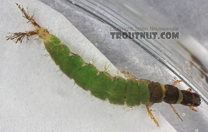 Hydropsychidae Caddisfly Larva from Cascadilla Creek in New York