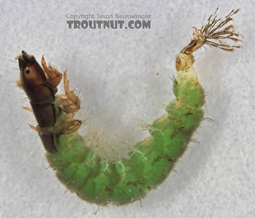 Hydropsychidae Caddisfly Larva from Cascadilla Creek in New York