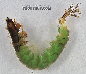 Hydropsychidae  Caddisfly Larva