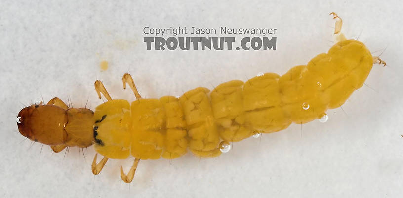 Philopotamidae Caddisfly Larva from Cascadilla Creek in New York