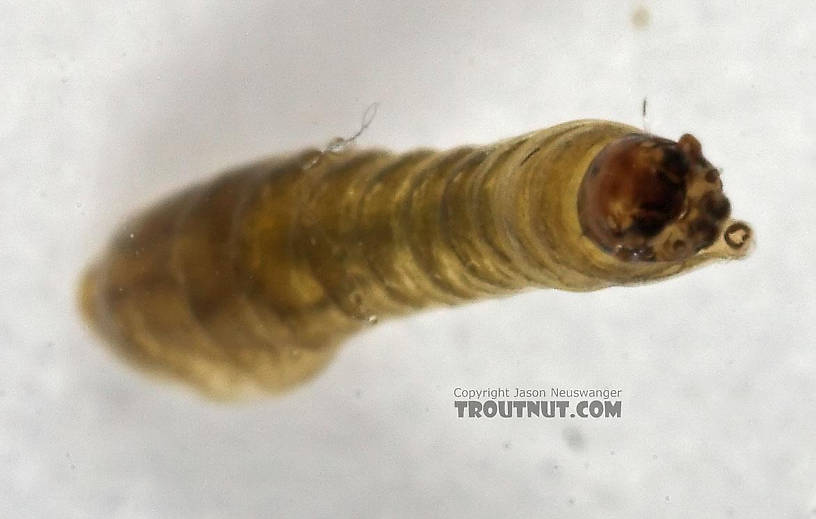 Simuliidae (Black Flies) Black Fly Larva from Cascadilla Creek in New York