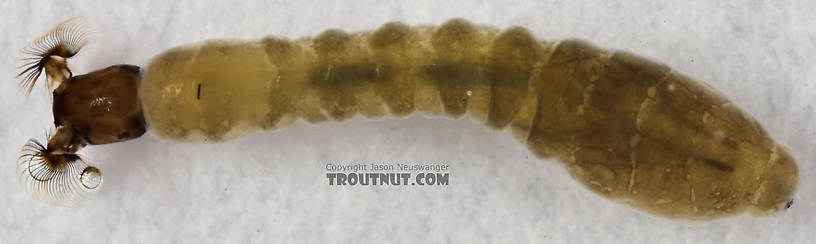 Simuliidae (Black Flies) Black Fly Larva from Cascadilla Creek in New York