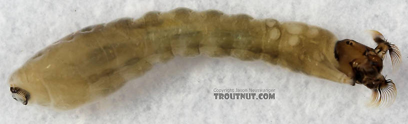 Simuliidae (Black Flies) Black Fly Larva from Cascadilla Creek in New York