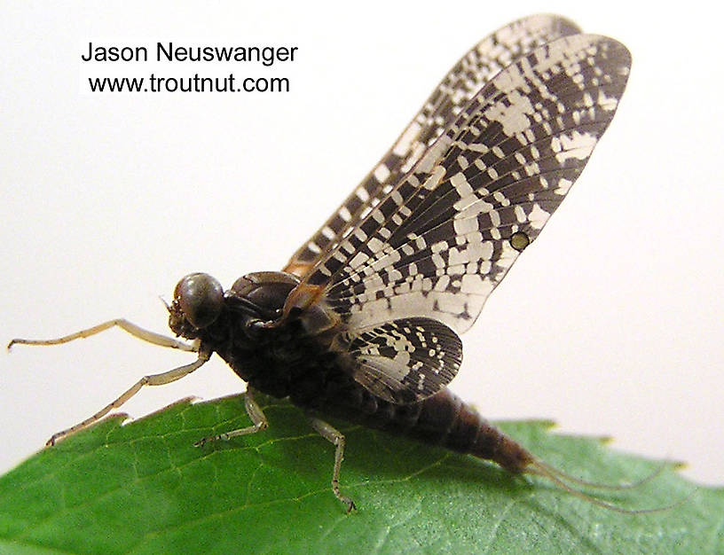 Male Baetisca laurentina (Armored Mayfly) Mayfly Dun from the Namekagon River in Wisconsin