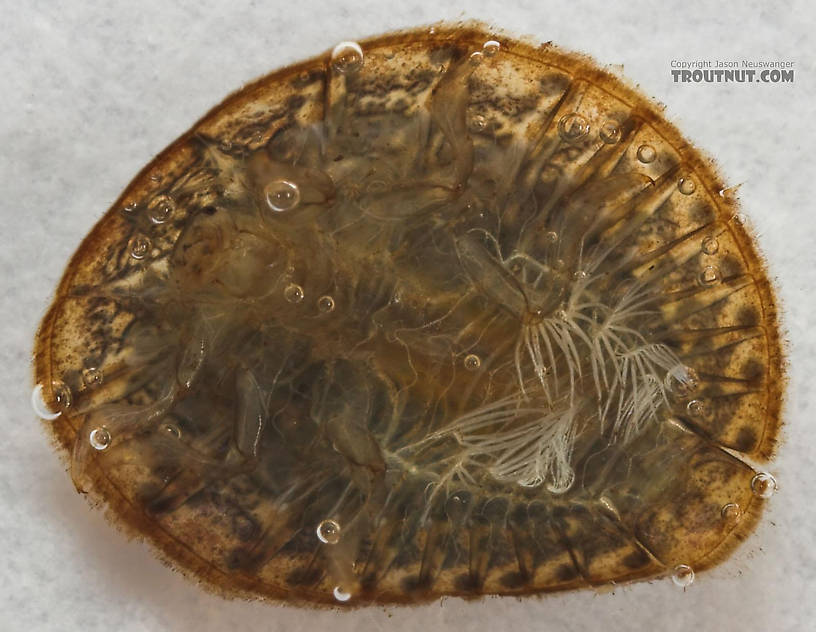 Psephenus (Water Pennies) Beetle Larva from Cascadilla Creek in New York