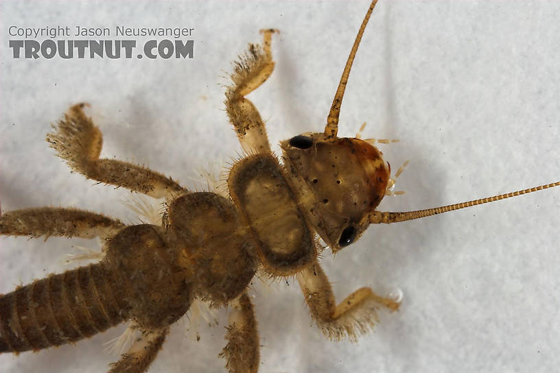 Paragnetina media (Embossed Stonefly) Stonefly Nymph from Cascadilla Creek in New York