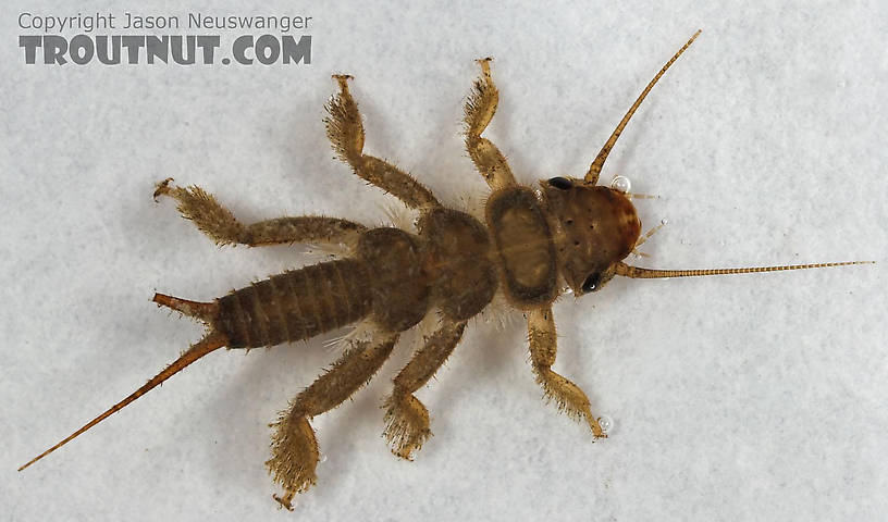 Paragnetina media (Embossed Stonefly) Stonefly Nymph from Cascadilla Creek in New York