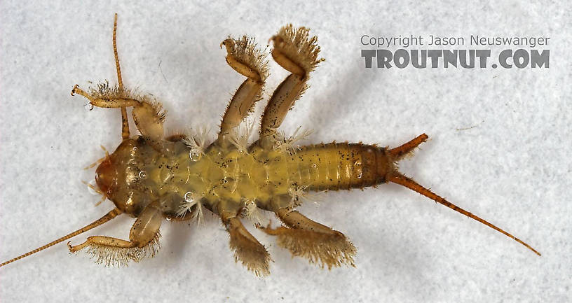 Paragnetina media (Embossed Stonefly) Stonefly Nymph from Cascadilla Creek in New York