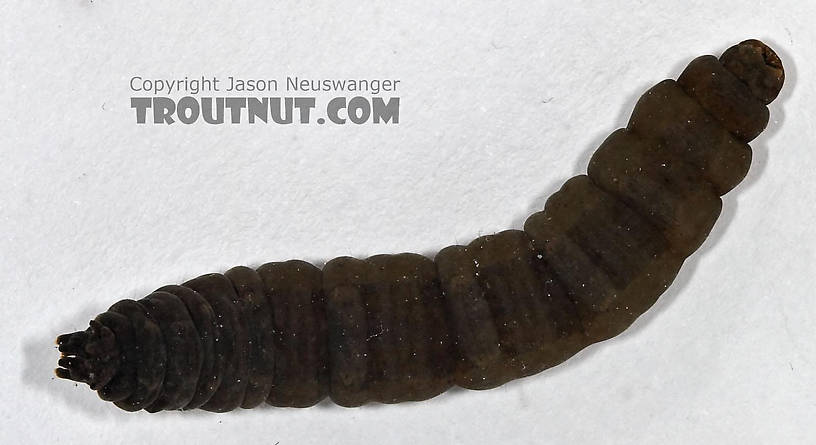 Tipulidae (Crane Flies) Crane Fly Larva from Cascadilla Creek in New York