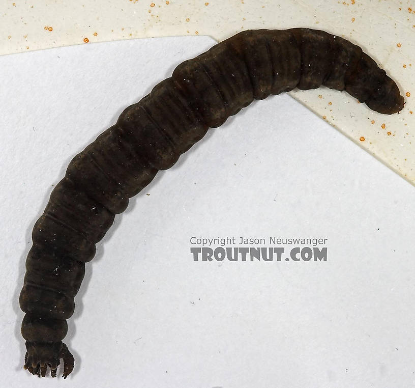 Tipulidae (Crane Flies) Crane Fly Larva from Cascadilla Creek in New York