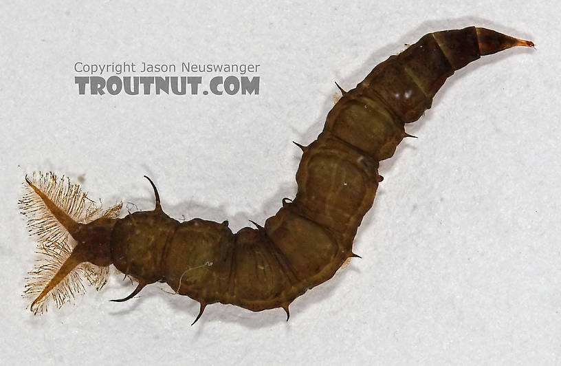 Atherix (Watersnipe Flies) True Fly Larva from Cascadilla Creek in New York