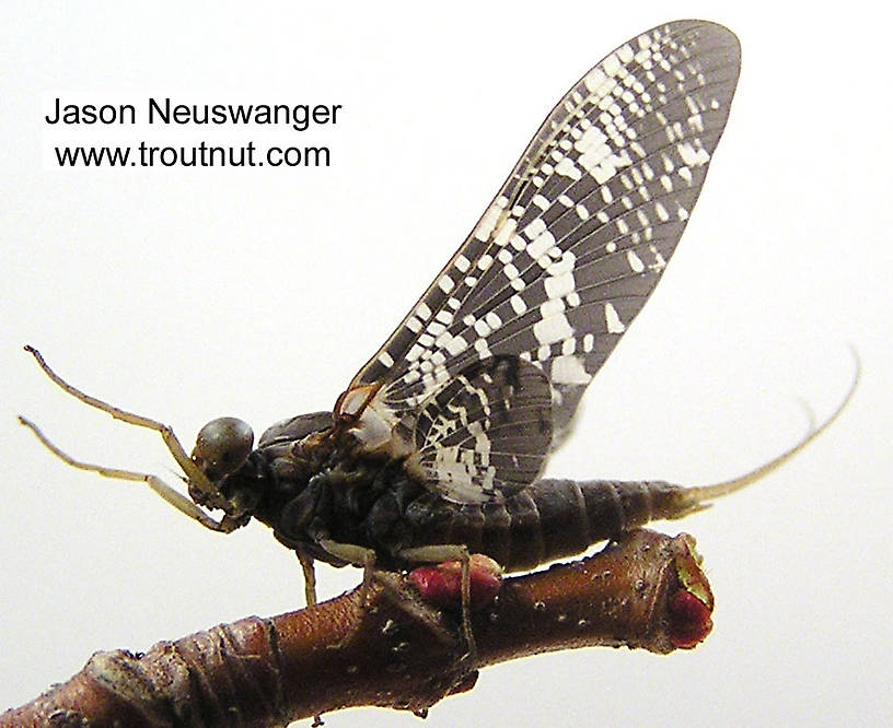 Male Baetisca laurentina (Armored Mayfly) Mayfly Dun from the Namekagon River in Wisconsin