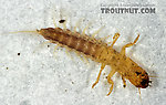 Sialis  Alderfly Larva