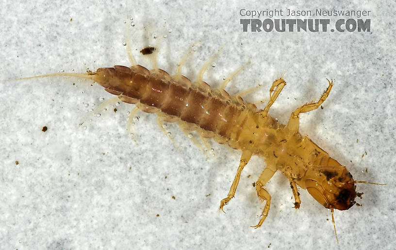 Sialis Alderfly Larva from Cascadilla Creek in New York