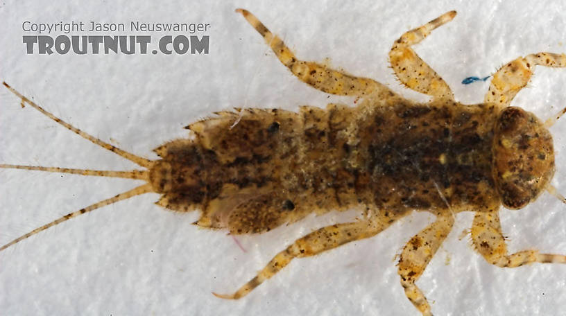 Eurylophella (Chocolate Duns) Mayfly Nymph from Cascadilla Creek in New York