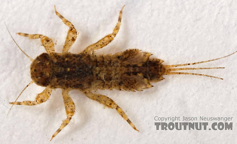 Eurylophella (Chocolate Duns) Mayfly Nymph from Cascadilla Creek in New York