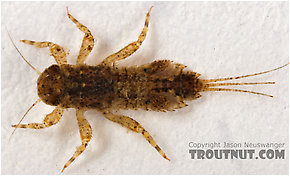 Eurylophella (Chocolate Duns) Mayfly Nymph